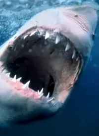 《海洋捕食者》震撼揭秘：顶级掠食者的生存法则，一次窥探深海残酷美学的视觉盛宴！